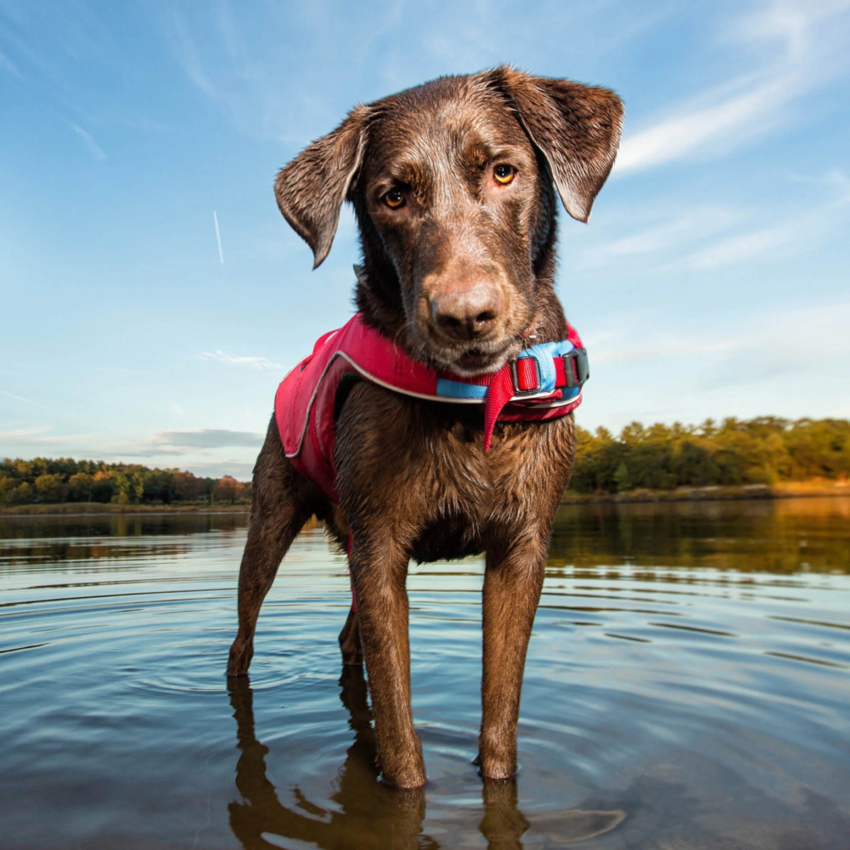 Chili Red Reflective Dog Life Jacket C67496