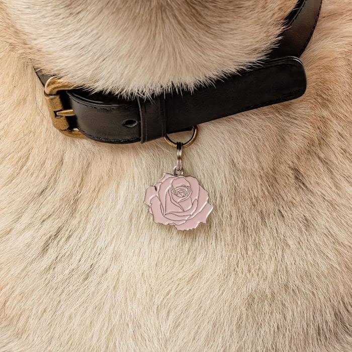 Rose Pet D96376