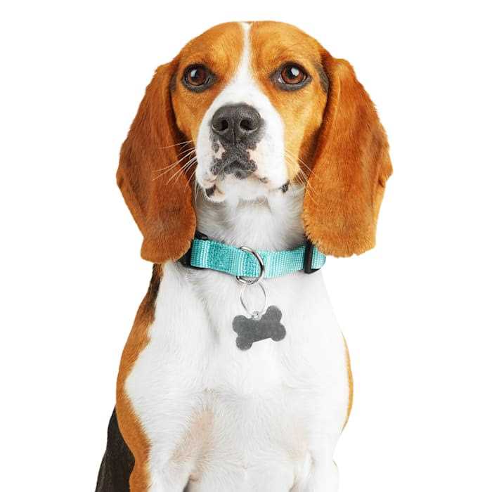 Adjustable Dog Collar F619621