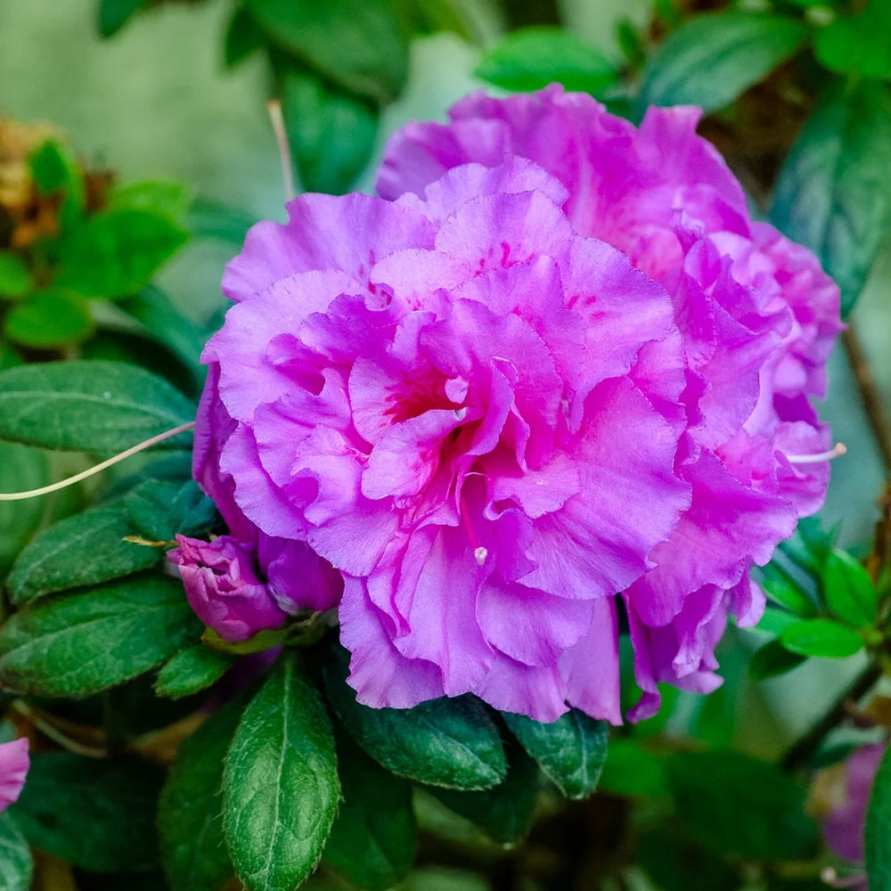 1 Gallon Shrub with Purple Ruffled Blooms E592272
