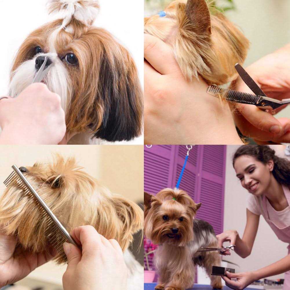Dog Grooming Scissors Kit Set of 5 Y3568