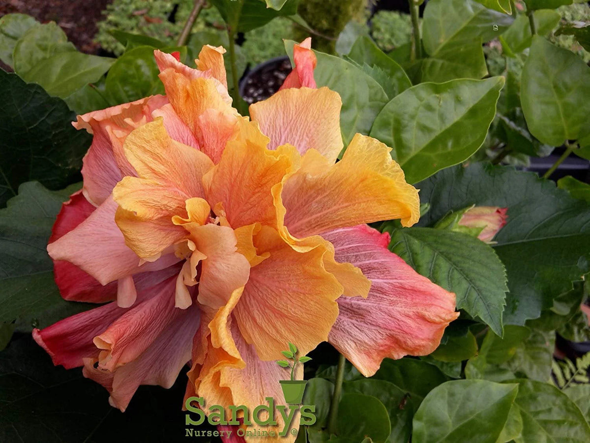 Hibiscus Flower Shrub Starter Plant O226