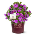 1 Gallon Shrub with Purple Ruffled Blooms E592272
