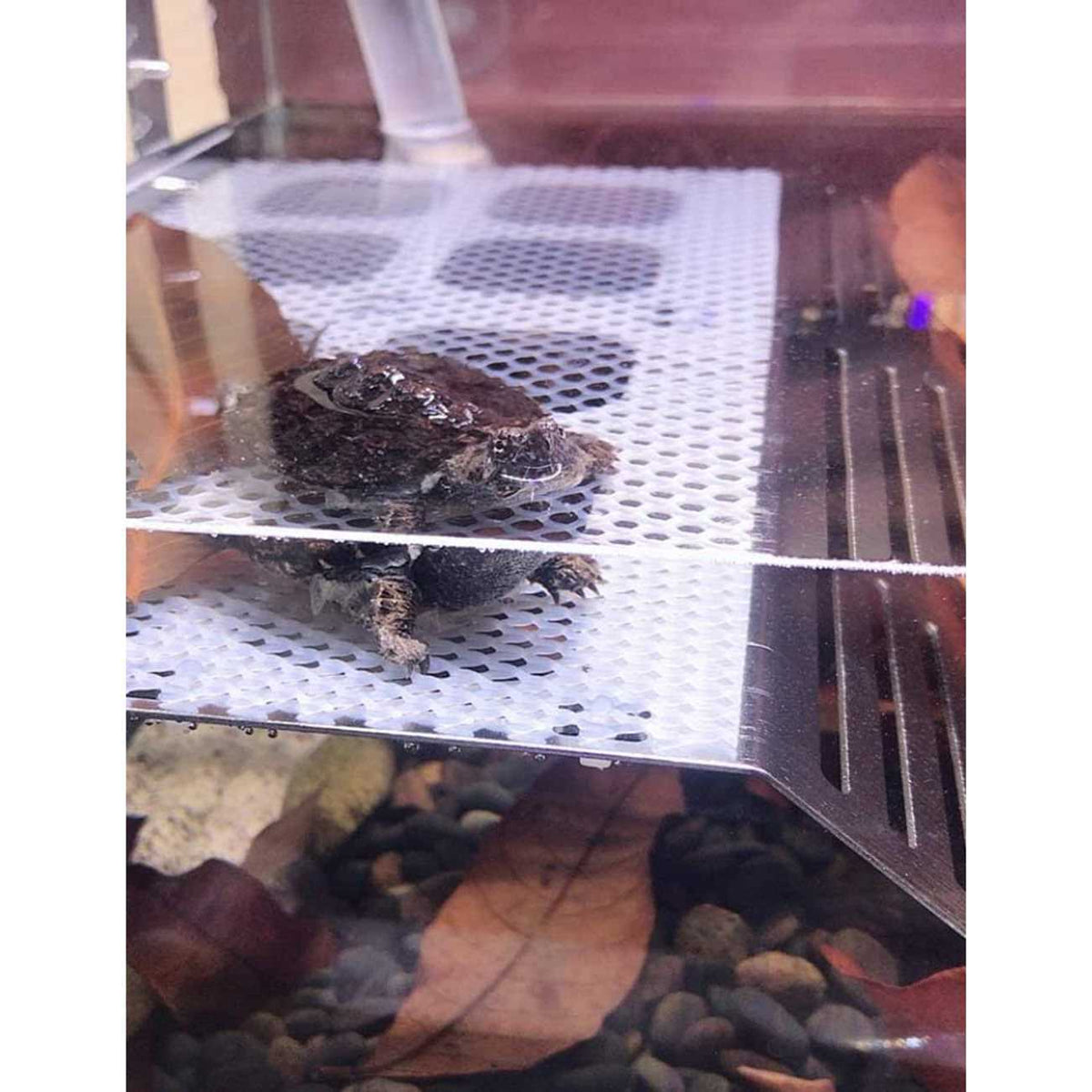Stainless Steel Turtle Basking Platform U9446