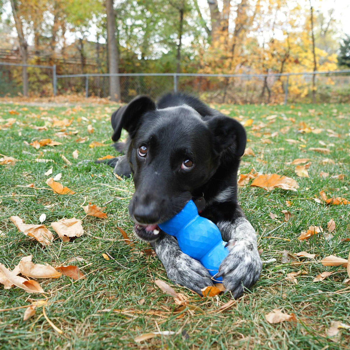 Genius Mike Dog Toy W410464
