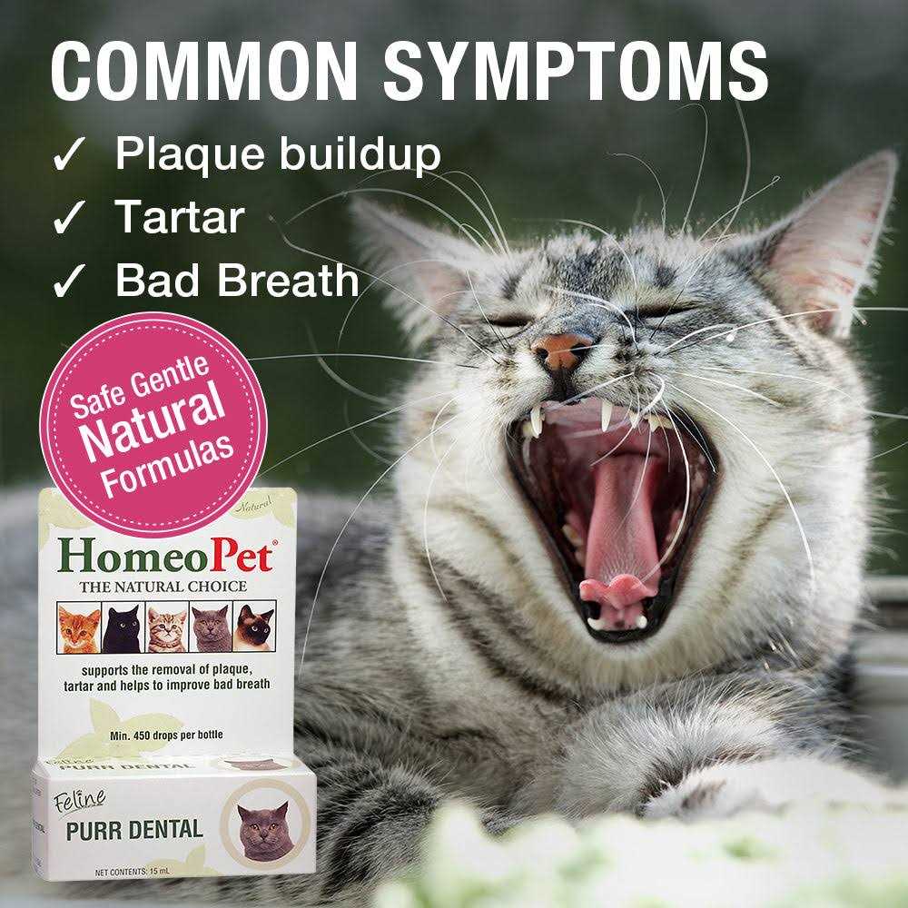 Feline Dental for Cats J129