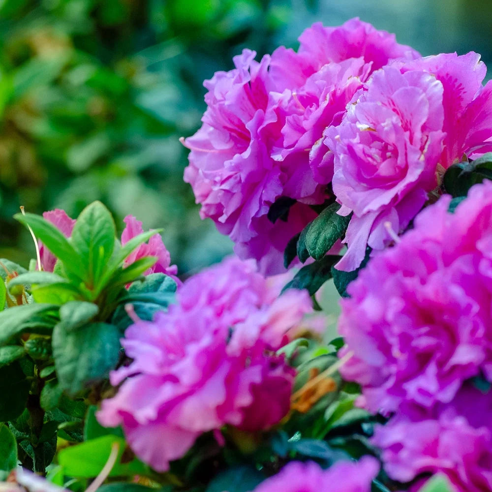 1 Gallon Shrub with Purple Ruffled Blooms E592272
