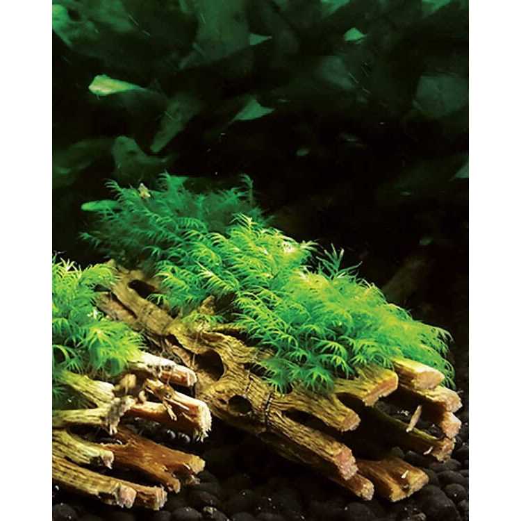 Cholla Wood T950