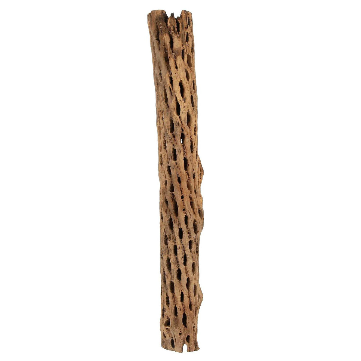 Cholla Wood T950