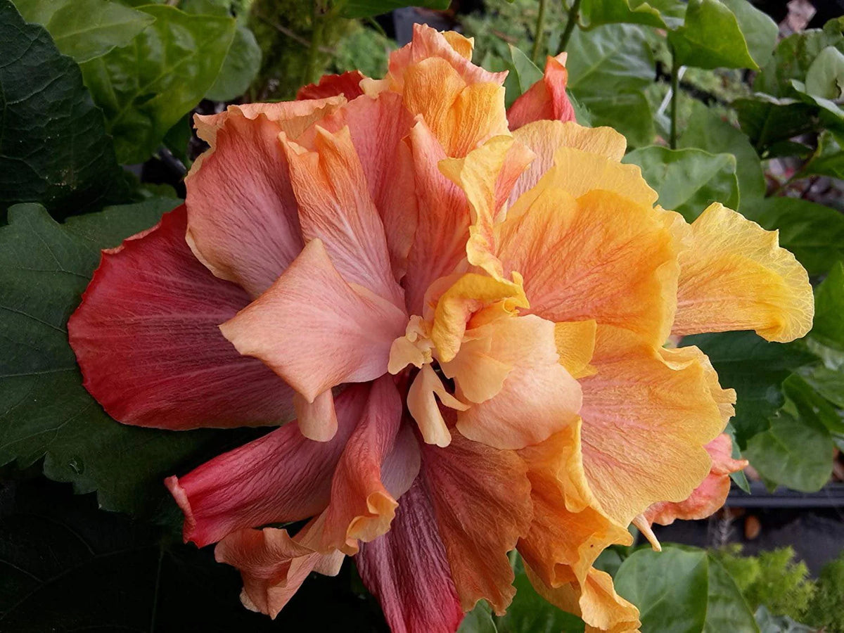 Hibiscus Flower Shrub Starter Plant O226