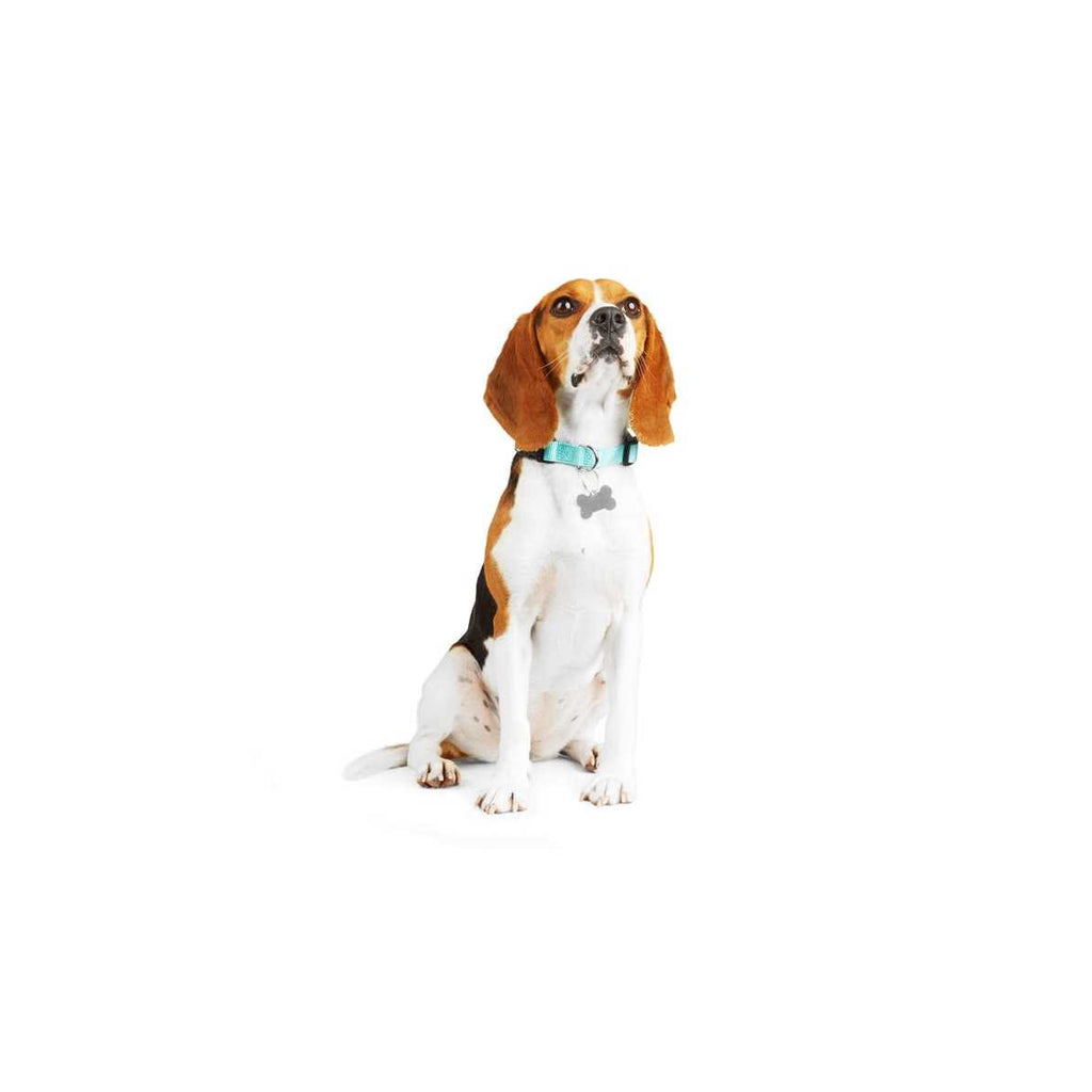 Adjustable Dog Collar F619621