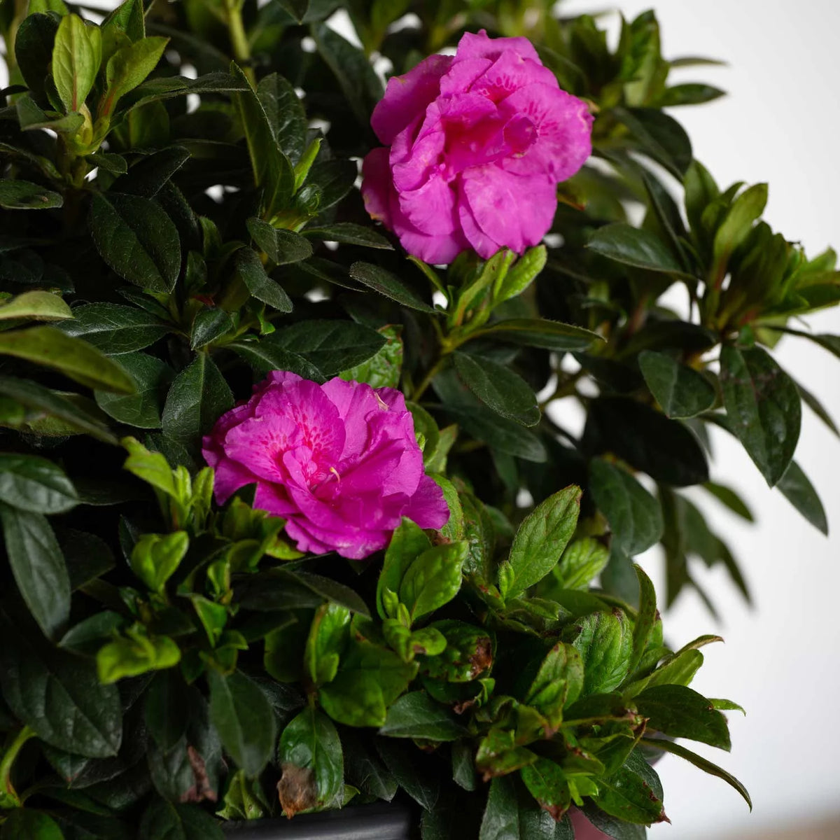 1 Gallon Shrub with Purple Ruffled Blooms E592272