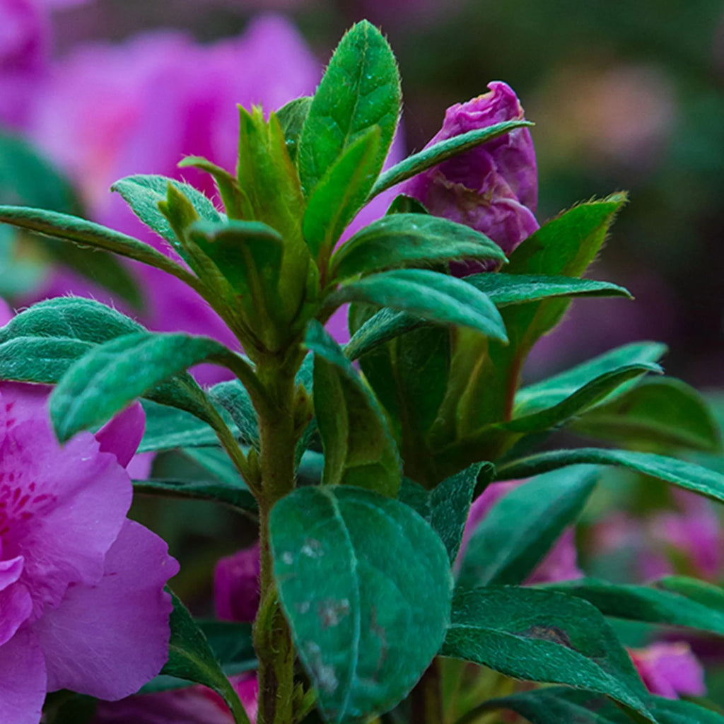 1 Gallon Shrub with Purple Ruffled Blooms E592272