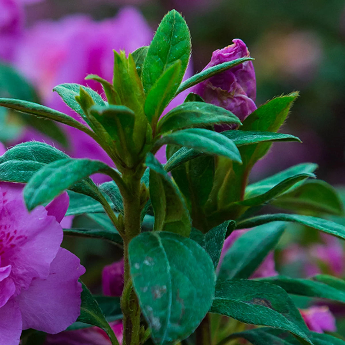 1 Gallon Shrub with Purple Ruffled Blooms E592272