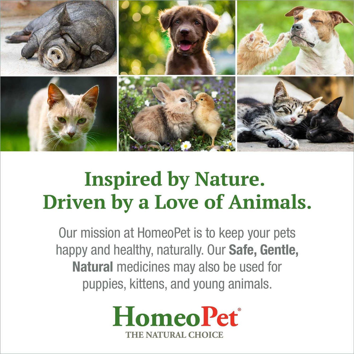 Feline Dental for Cats J129