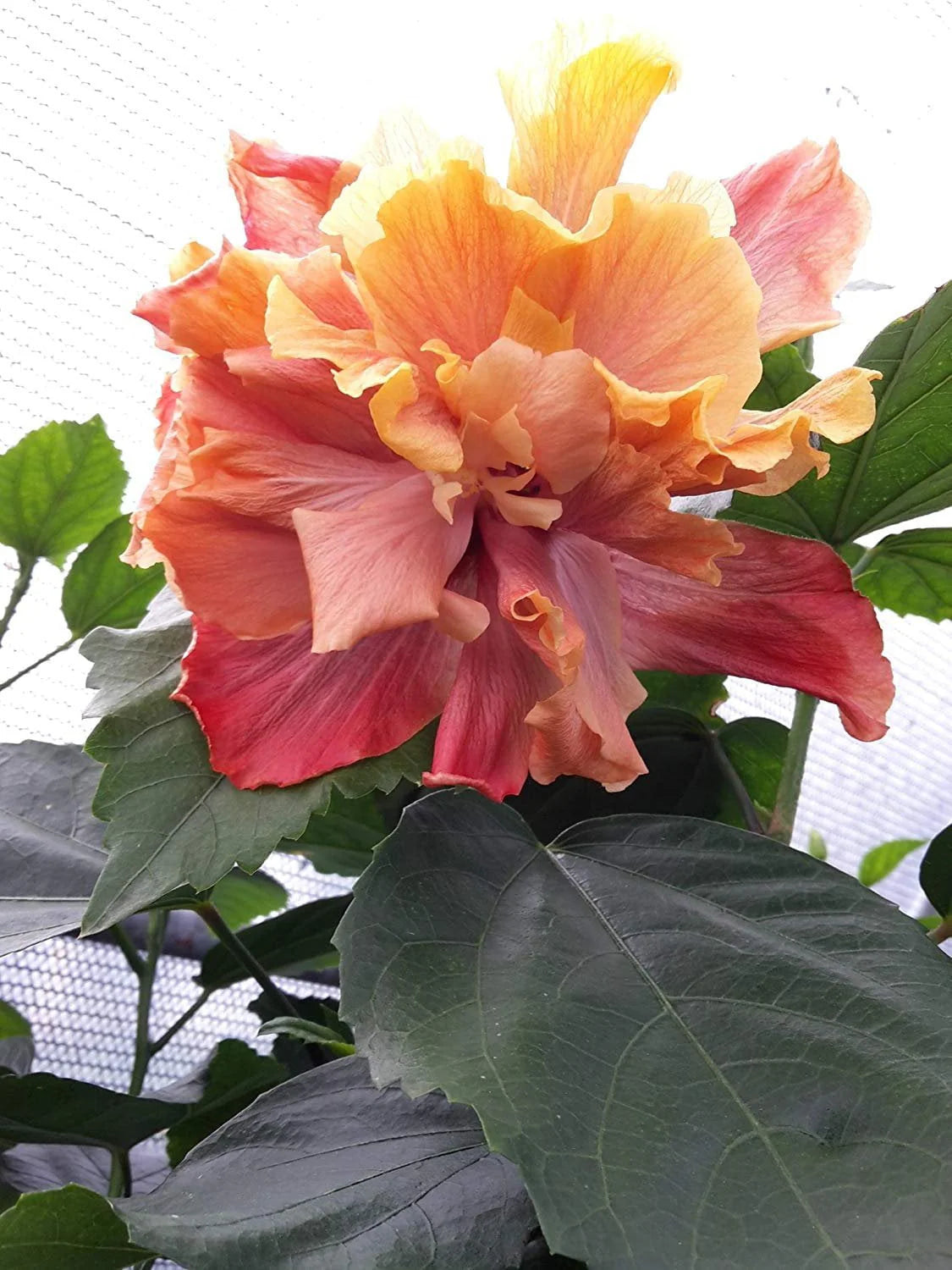 Hibiscus Flower Shrub Starter Plant O226
