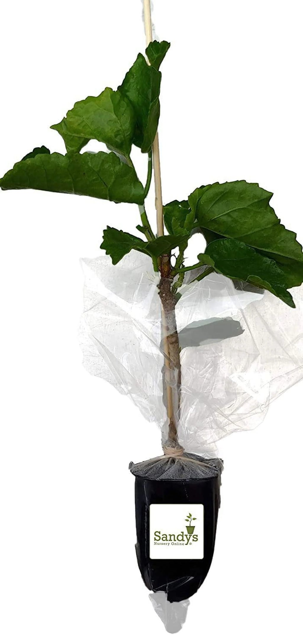 Hibiscus Flower Shrub Starter Plant O226