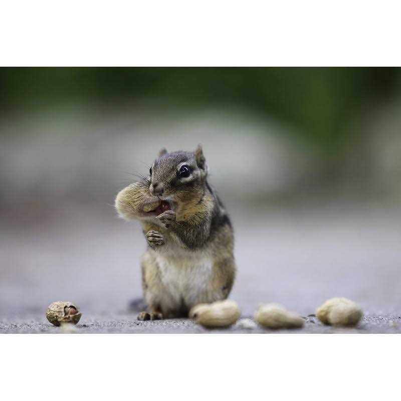 Extra Large Virginia Peanuts K652