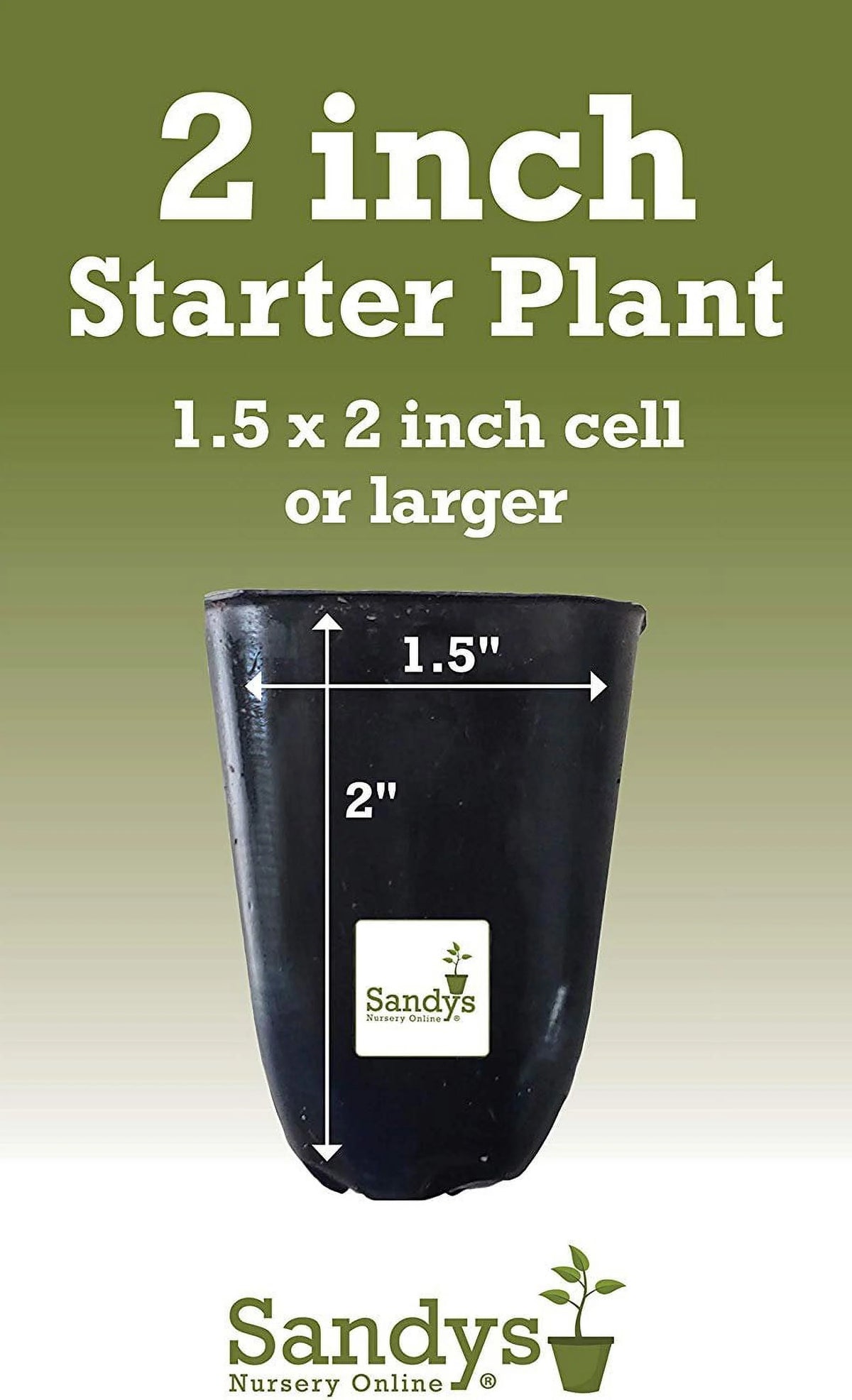 Hibiscus Flower Shrub Starter Plant O226