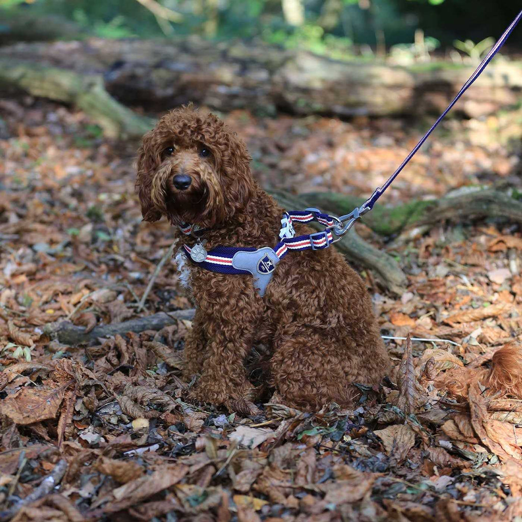 Dog Harness N9101
