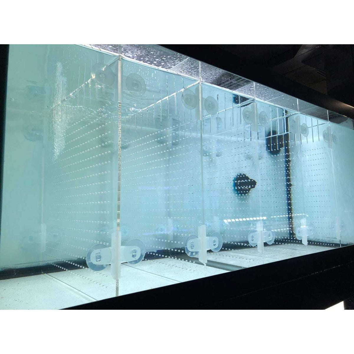 Acrylic Aquarium Divider Kit with Suction Cups L7436